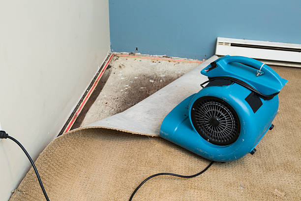 Best Basement water damage restoration  in Wixom, MI